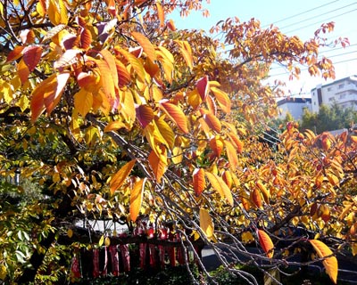 紅葉s.jpg