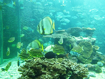 65水族館