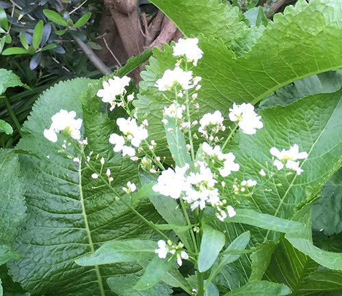 06ミツバの花