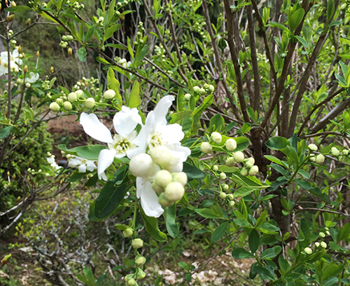 04白い花