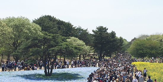 国営ひたち海浜公園