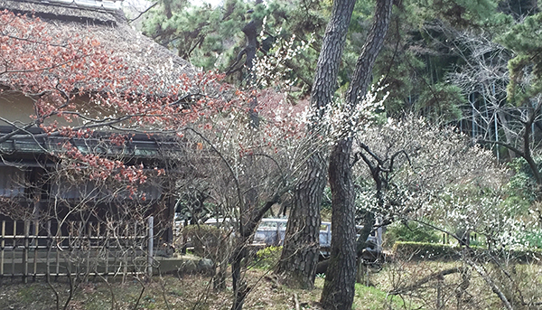 三渓園