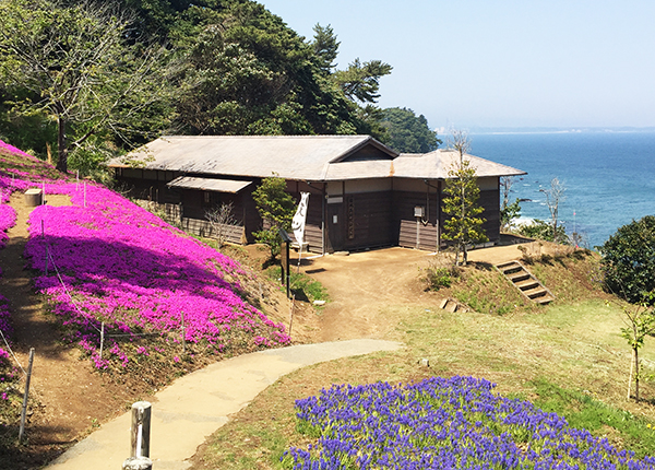 日本美術院研究所と芝桜