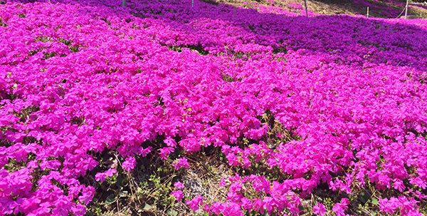 日本美術院研究所と芝桜