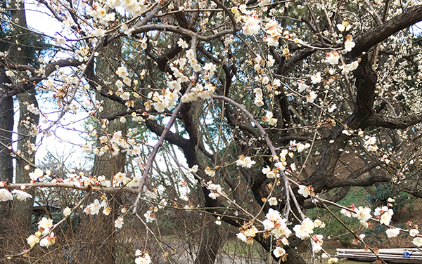 三渓園の梅