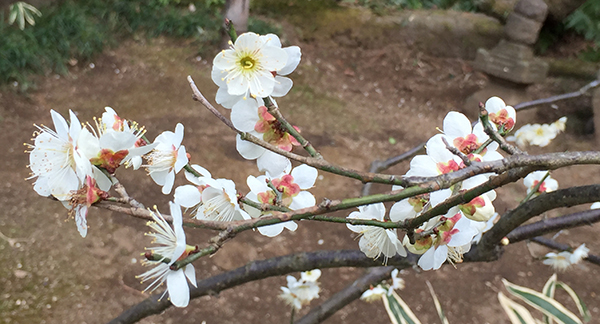 三渓園の梅