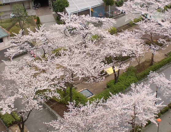公園ー桜.jpg