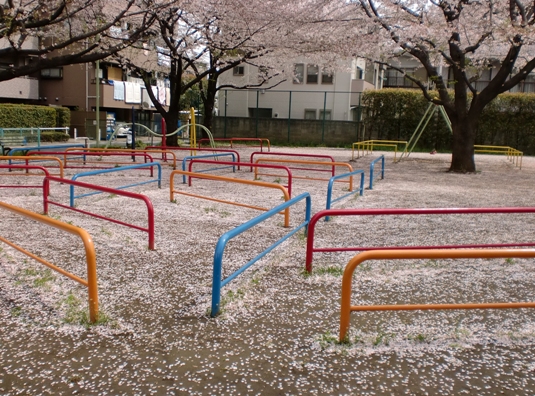 散る桜 公園.jpg
