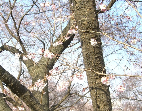 桜ー６.JPG