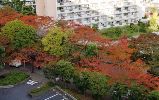 紅葉ー２ 桜.jpg