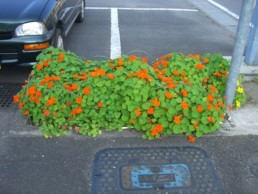 駐車場の花.JPG