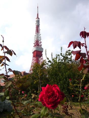東京タワーとバラ2.jpg
