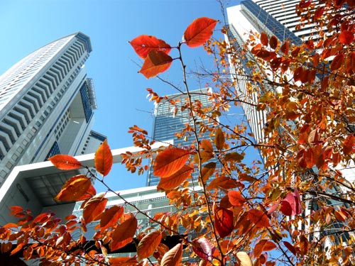 紅葉とビル1.jpg