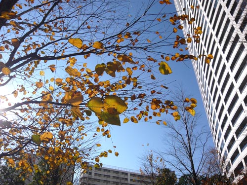 紅葉とビル2.jpg