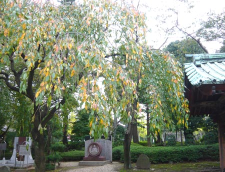 色づき始めた樹々.jpg