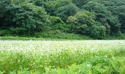 蕎麦の花.jpg