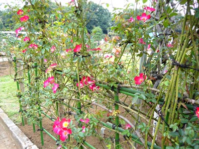 01-01 古式濃いピンクたくさん.jpg