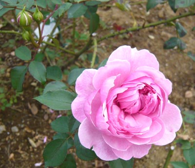 02 シスターエリザベス2.jpg