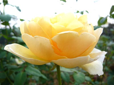 02 シャルロット2.jpg