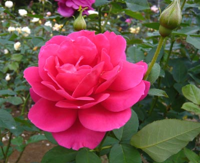 02 マーガレット・マクレディ2.jpg