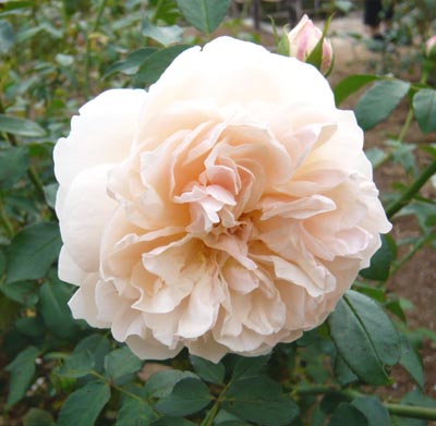 02 リッチフィールドエンジェル2.jpg