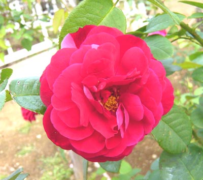 02 Ｌ.Ｄ.ブレイスウェイト.jpg