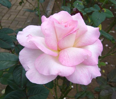 03 プロミス3.jpg