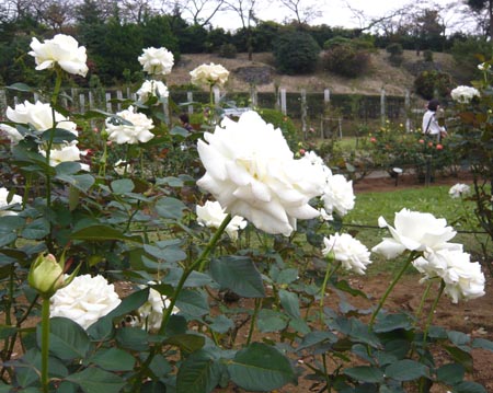 03 ホワイトマスターピース3.jpg