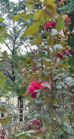 03 ミスターリンカーン.jpg