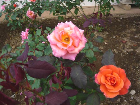 04 ティナターナー1.jpg