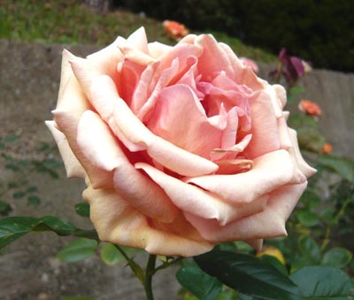 05 アシュラム.jpg