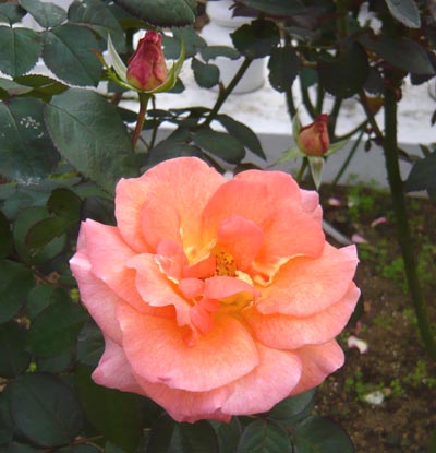 05 ケーニギンベアトリクス.jpg