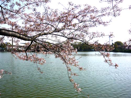 06桜と池.jpg