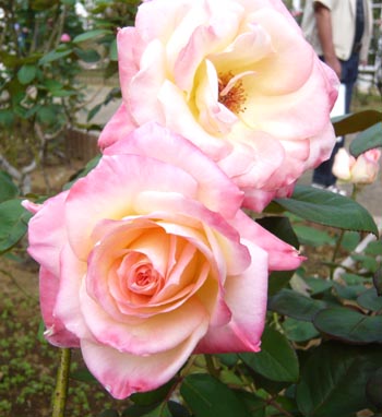 07 プリンセス　オブ　ウェールズ.jpg