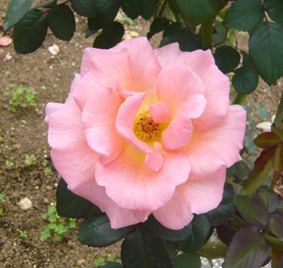 07 プリンセス・チチブ.jpg