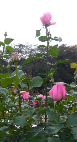 07 プリンセス・マーガレット.jpg