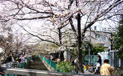 01　小杉の桜.jpg