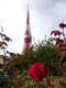 東京タワーとバラ2ss.jpg