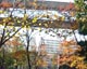 紅葉とビル3S.jpg