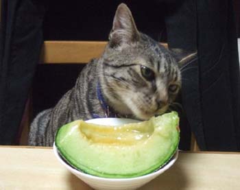 かわいい猫の写真がいっぱい 酔中夢書08 かわいい猫の写真がいっぱい 酔中夢書08