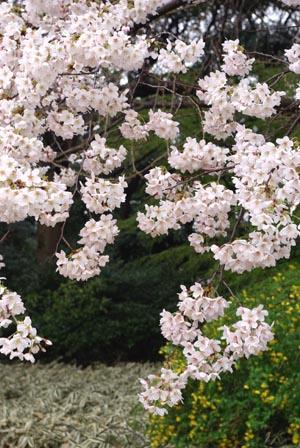 2 桜.jpg