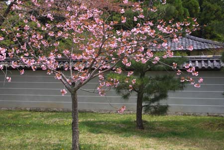 02　御室の桜.jpg
