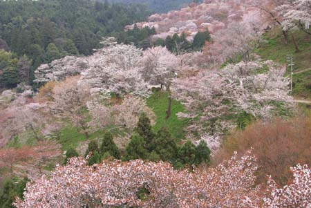 04　4月吉野の桜.jpg