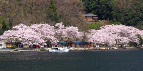 02　海津大崎の桜.jpg