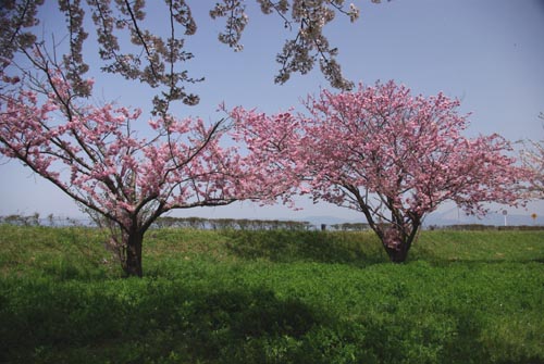 03 長浜　湖岸の桜.jpg