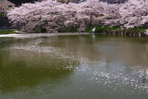 05 玉縄谷戸池の桜.jpg