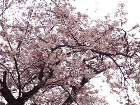 01 桜.jpg