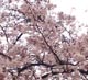 01 桜s.jpg