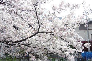 小杉の桜1.jpg