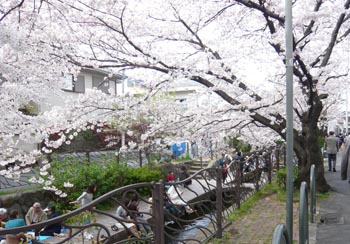 小杉の桜2.jpg